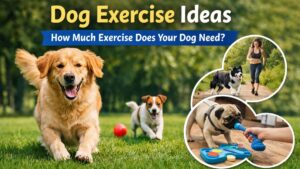 Dog exercise ideas