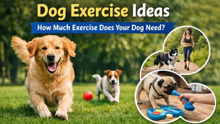 Dog exercise ideas